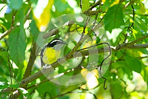 Bananaquit perching in a tree in a garden in Trinidad and Tobago.