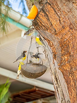 Bananaquits, Coereba flaveola, on bird feeder in tropical garden. Holiday on Bonaire