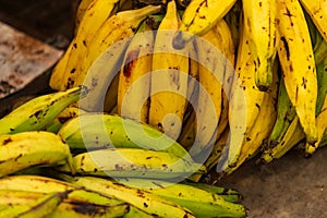 Bananas for a banana chip maker, Thekkady, Kerala, India