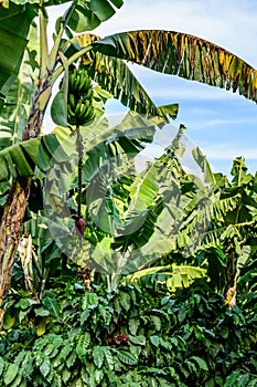 Bananas & banana flower growing on banana tree shading coffee bushes, Guatemala, Central America
