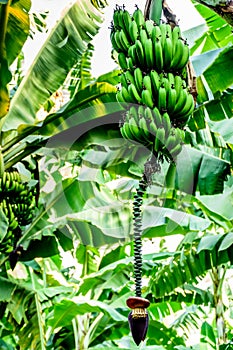 Bananas & banana flowers growing on banana tree, Guatemala, Central America