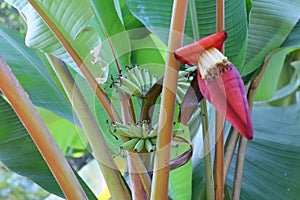 Bananas, bananas and bananas bloom  The growth of banana trees  selectable focus