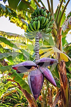 Bananas blossom with bananas