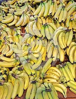 Bananas. Fresh subtropical fruits for sale