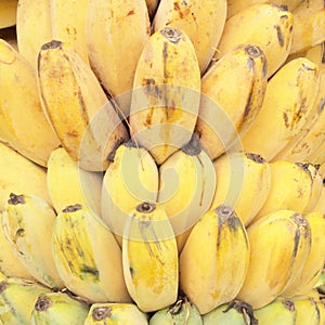 Bananas fruits