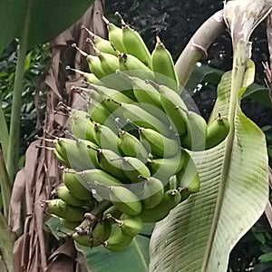 Bananas fruits, garden banana
