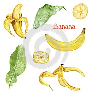Bananas fruits and leaves set watercolor illustration