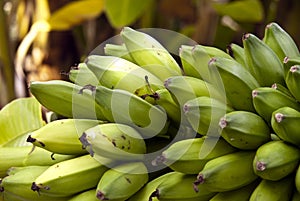 Bananas green