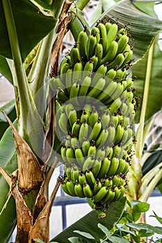 Bananas growing in a greenhouse