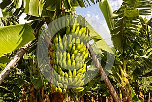 Bananas growing, Puerto de la Cruz, Tenerife, Canary Islands, Sp