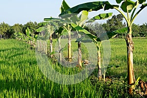 Bananas grown in a row according to a rice paddy