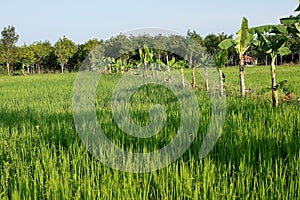 Bananas grown in a row according to a rice paddy