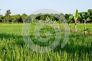 Bananas grown in a row according to a rice paddy