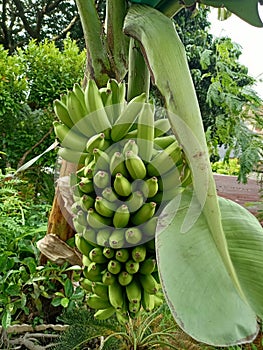 Bananas are one of the nutritious and nutritious healthy foods, especially for athletes