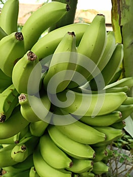 Bananas are one of the nutritious and nutritious healthy foods, especially for athletes