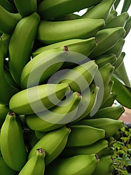 Bananas are one of the nutritious and nutritious healthy foods, especially for athletes