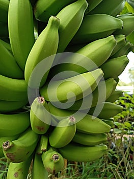 Bananas are one of the nutritious and nutritious healthy foods, especially for athletes