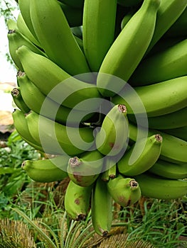 Bananas are one of the nutritious and nutritious healthy foods, especially for athletes