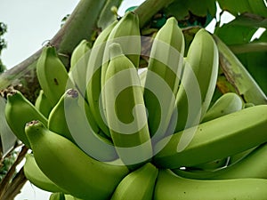 Bananas are one of the nutritious and nutritious healthy foods, especially for athletes