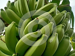 Bananas are one of the nutritious and nutritious healthy foods, especially for athletes