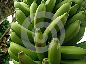 Bananas are one of the nutritious and nutritious healthy foods, especially for athletes