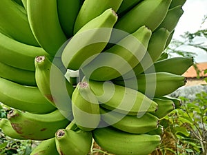 Bananas are one of the nutritious and nutritious healthy foods, especially for athletes