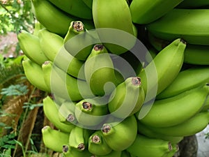 Bananas are one of the nutritious and nutritious healthy foods, especially for athletes