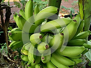 Bananas are one of the nutritious and nutritious healthy foods, especially for athletes