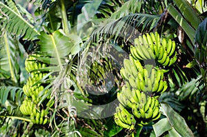 Bananas orchard
