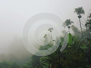 Bananas and palm trees in the rainy fog. Rainy weather in the tropical mountains