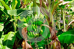 Bananas plantation, bunch of green bananas