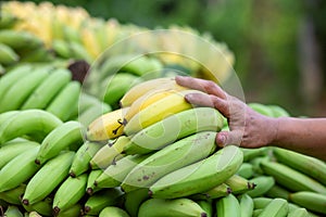 Bananas are plentiful and men's hands A middleman who buys bananas