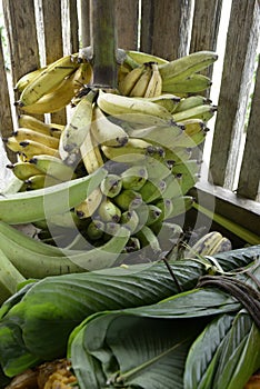 Bananas ripening, Kichwa community of Sani Isla in the Ecuadorean Amazon photo