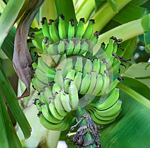 Bananas Ripening on the Tree