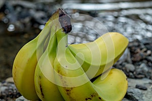 Bananas on a rock with water in background