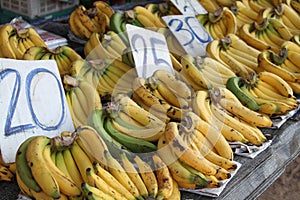 Bananas for sale photo