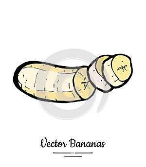 Bananas set vector isolated. Peeled chopped banana slices pieces. Yellow sweet fruits collection hand drawn vegetarian