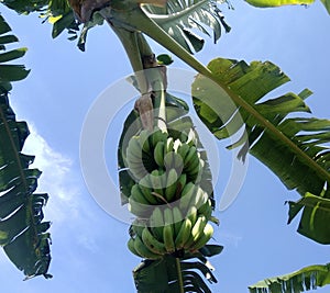 bananas that are still green, a sign that they are still unripe,