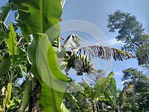 bananas that are still green, a sign that they are still unripe,