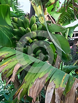 Bananas Still on the Tree: The Beauty of Harvesting Fresh Fruit