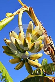 Bananas on the Tree