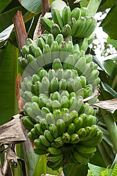 Bananas on tree