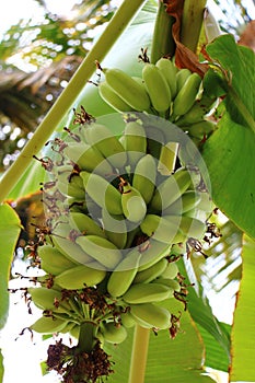 Bananas on Tree