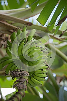 Bananas in a tropical tree