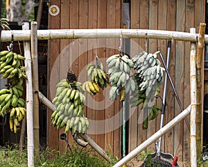 Bananas in various stages of ripening hanging from a bamboo frame on the Island of Maui in the State of Hawaii. photo