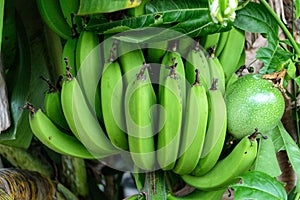 Green bananas and passion fruit coexist well together photo