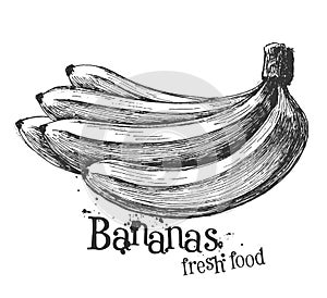 Bananas on a white background. sketch photo