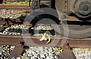 Banana peel on railroad tracks - anarchic sabotage photo
