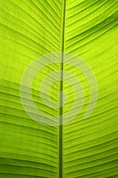 Bananna leaf