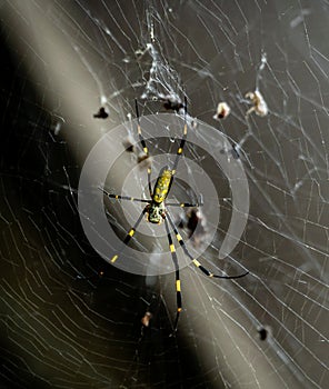 Bananna Spider Web & Food